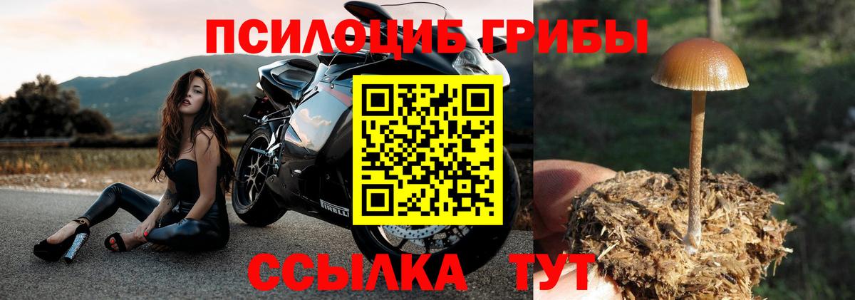 Псилоцибиновые грибы Psilocybe Городец